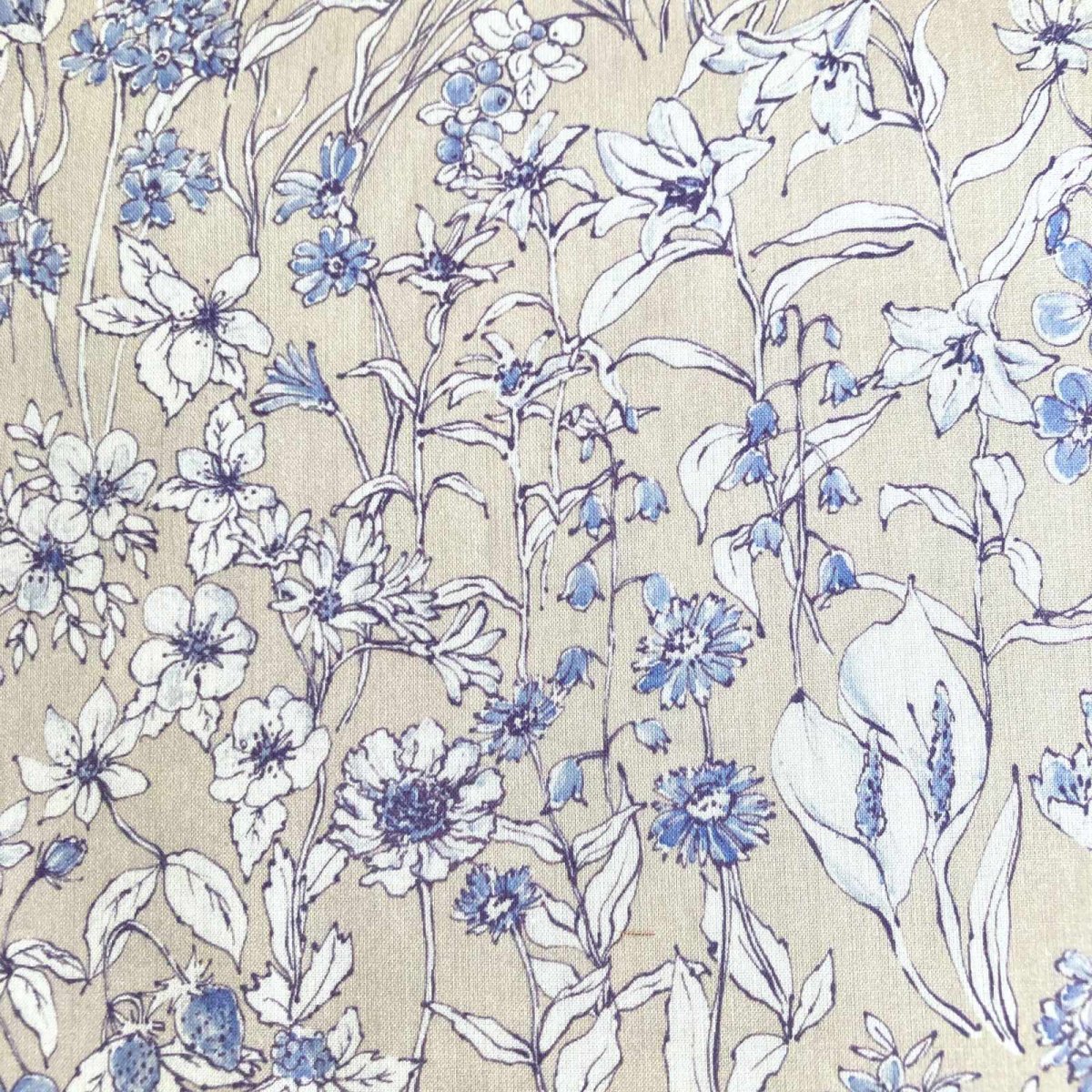 Photo1: Wandervogel (1)