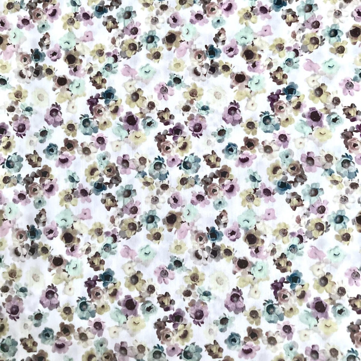 Photo2: Australian Daisy (2)