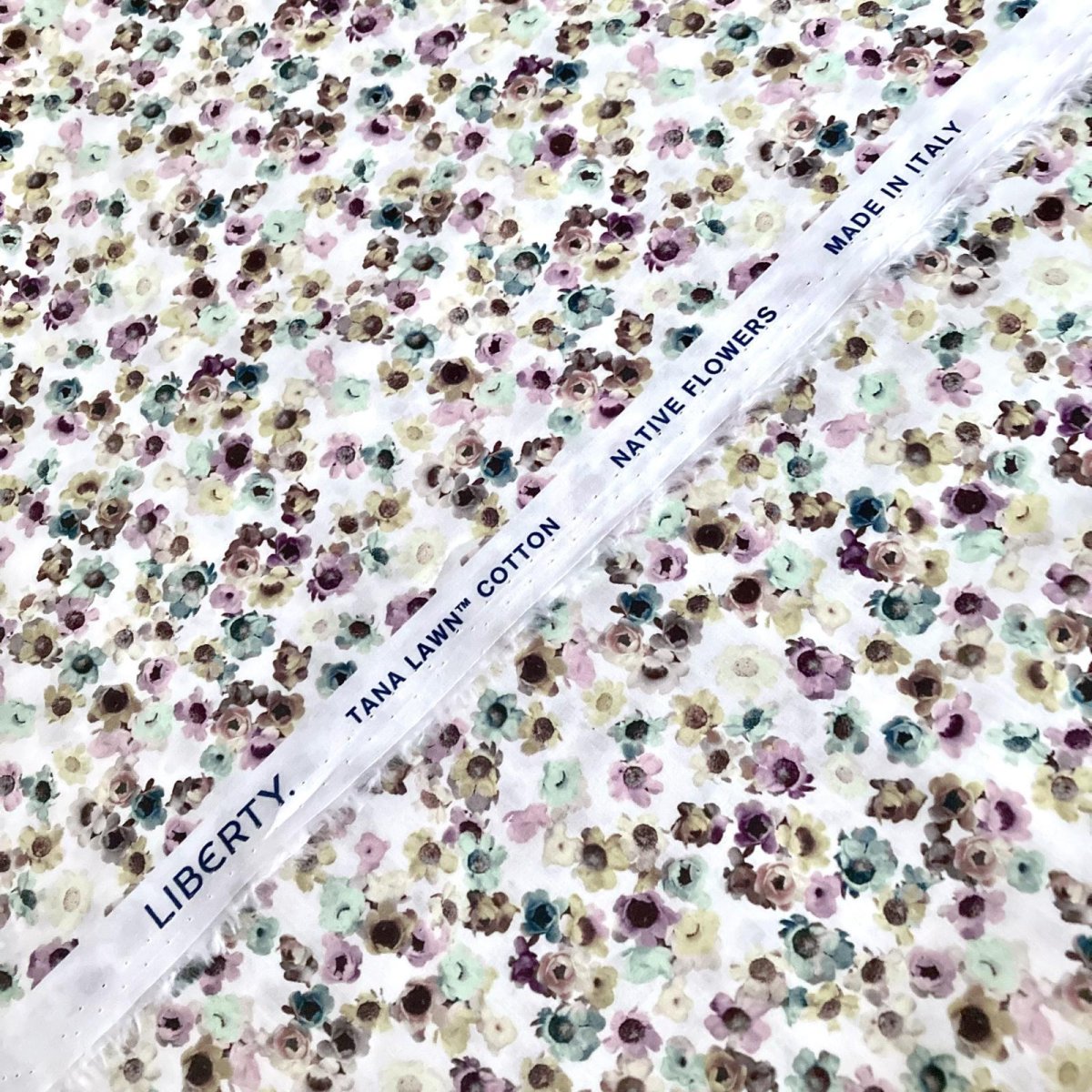 Photo3: Australian Daisy (3)