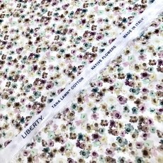 Photo3: Australian Daisy (3)