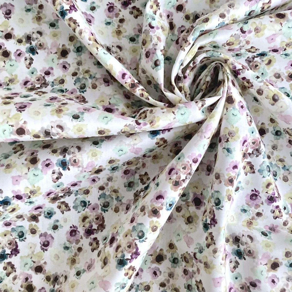 Photo4: Australian Daisy (4)