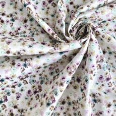 Photo4: Australian Daisy (4)