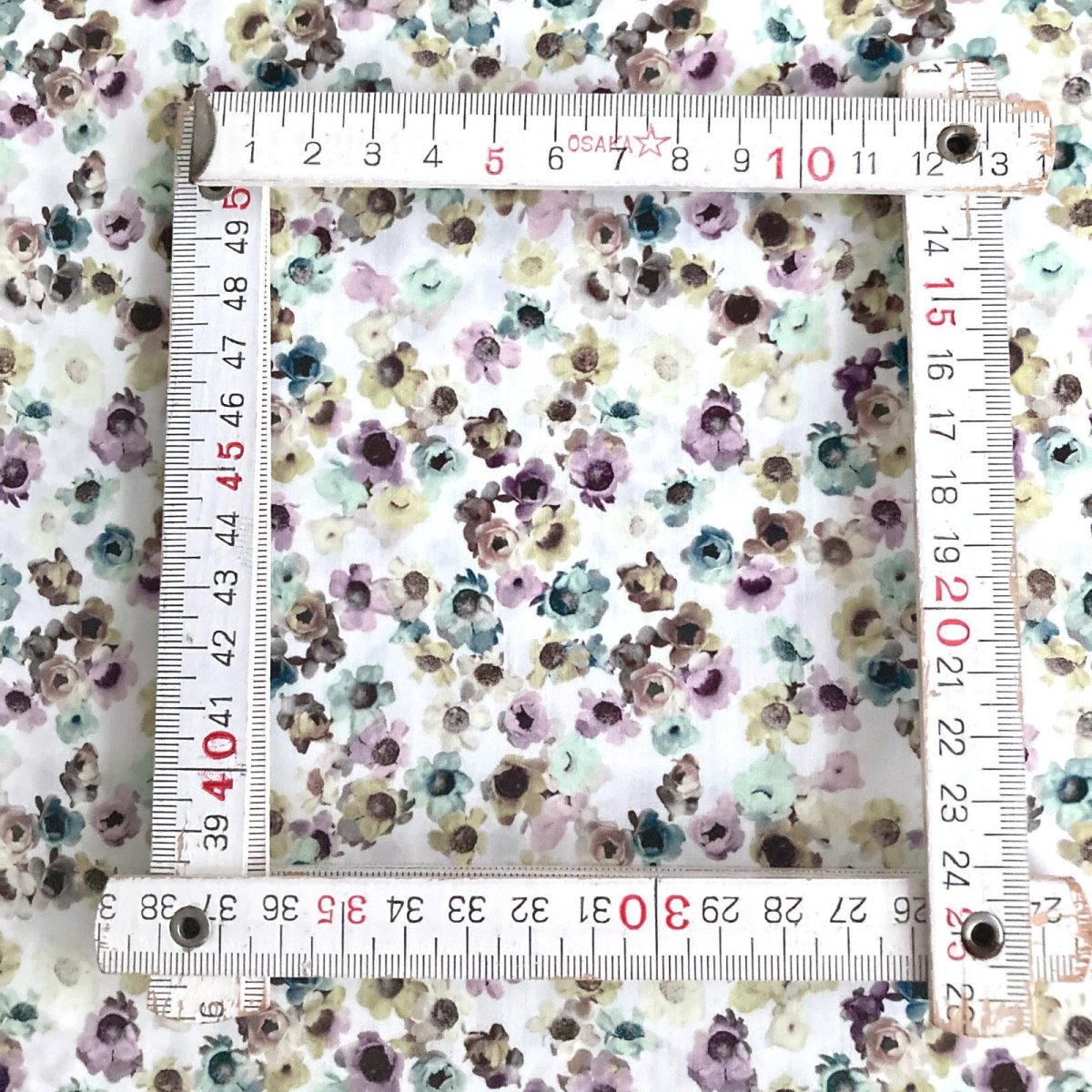 Photo5: Australian Daisy (5)