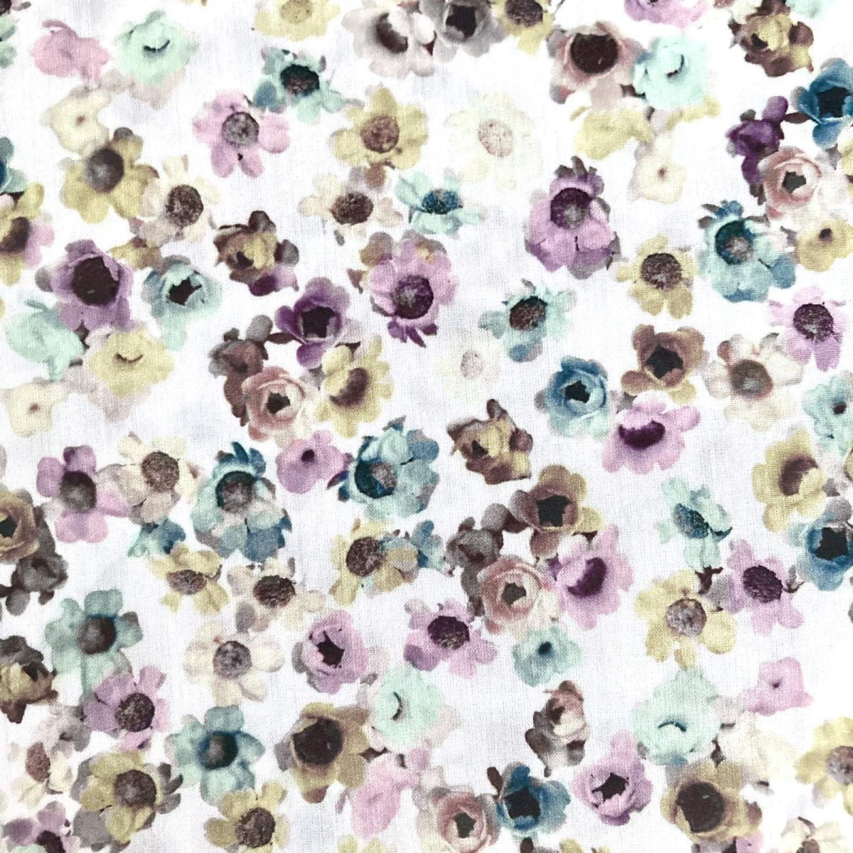 Photo1: Australian Daisy (1)