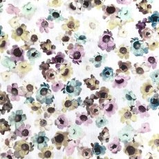 Photo1: Australian Daisy (1)